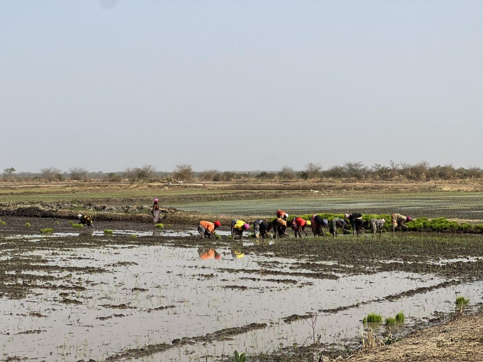 Changing Lives In The Gambia: A UN Resident Coordinator Blog | United ...